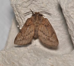 Pernattia pusilla
