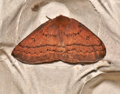 Anthela repleta
