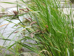 Cyperus nutans