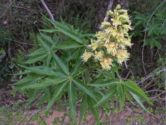 Aesculus glabra arguta