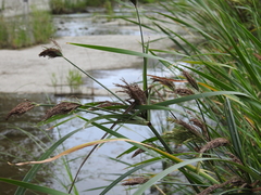 Cyperus nutans