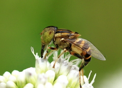 Eristalinus megacephalus