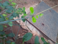 Schizocephala bicornis