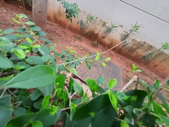 Schizocephala bicornis