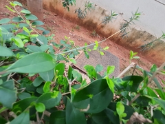 Schizocephala bicornis