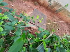 Schizocephala bicornis