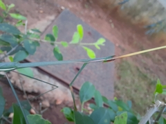 Schizocephala bicornis