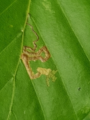 Stigmella tityrella