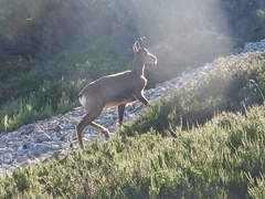 Rupicapra pyrenaica parva