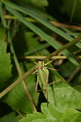 Ephippiger ephippiger