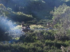 Rupicapra pyrenaica parva