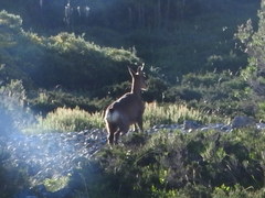 Rupicapra pyrenaica parva