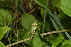 Ephippiger ephippiger