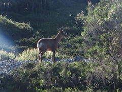 Rupicapra pyrenaica parva