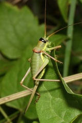 Ephippiger ephippiger