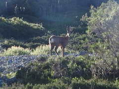 Rupicapra pyrenaica parva
