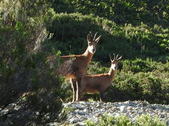 Rupicapra pyrenaica parva