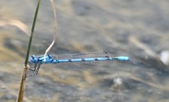 Enallagma cyathigerum