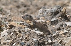 Spermophilus dauricus