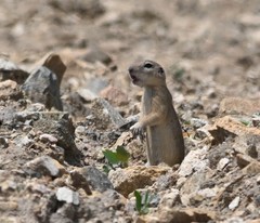 Spermophilus dauricus