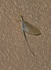 Pentagenia vittigera