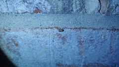 Clastoptera arborina