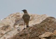 Oenanthe isabellina