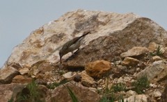 Oenanthe isabellina