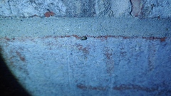 Clastoptera arborina