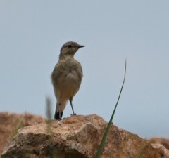 Oenanthe isabellina