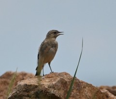 Oenanthe isabellina