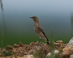 Oenanthe isabellina