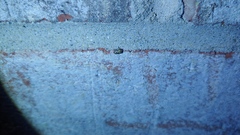 Clastoptera arborina