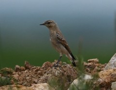Oenanthe isabellina