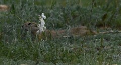 Spermophilus dauricus