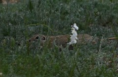 Spermophilus dauricus