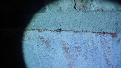 Clastoptera arborina