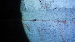 Clastoptera arborina