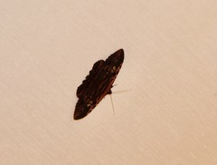 Anisoneura aluco