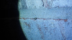 Clastoptera arborina