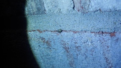 Clastoptera arborina