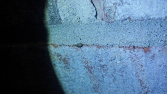 Clastoptera arborina