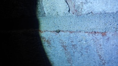 Clastoptera arborina