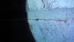 Clastoptera arborina