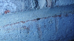 Clastoptera arborina