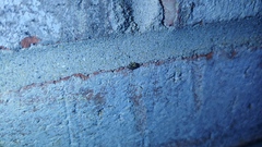 Clastoptera arborina