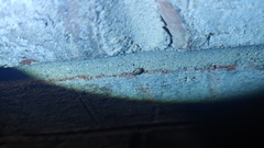 Clastoptera arborina