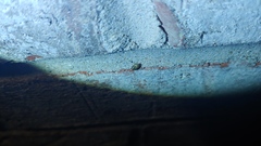 Clastoptera arborina