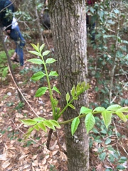 Toxicodendron vernix
