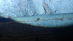 Clastoptera arborina